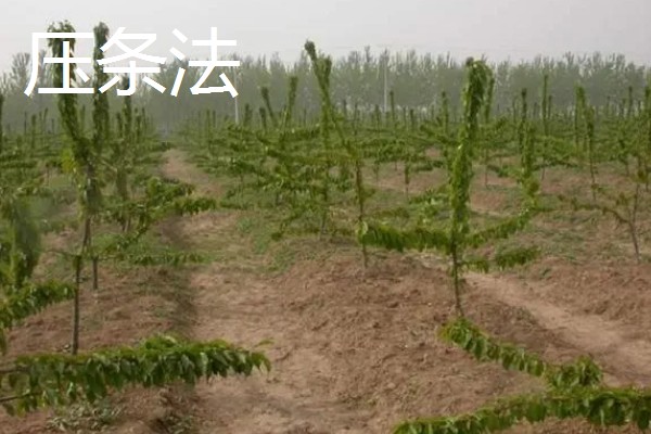 樱桃树苗怎么繁殖，以下4种方法经常使用