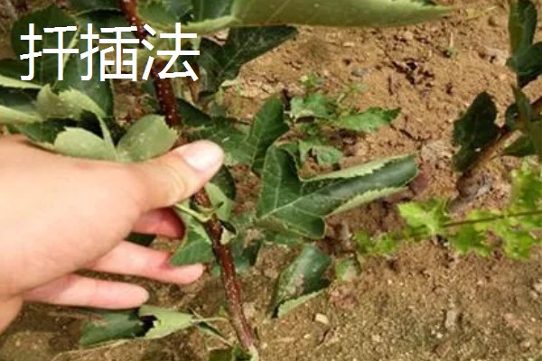 樱桃树苗怎么繁殖，以下4种方法经常使用