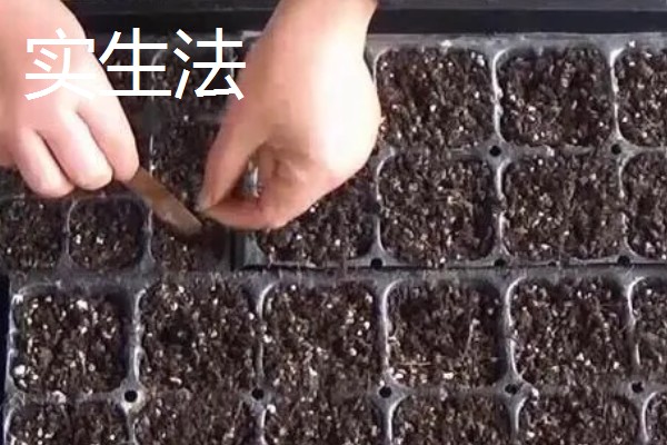 樱桃树苗怎么繁殖，以下4种方法经常使用