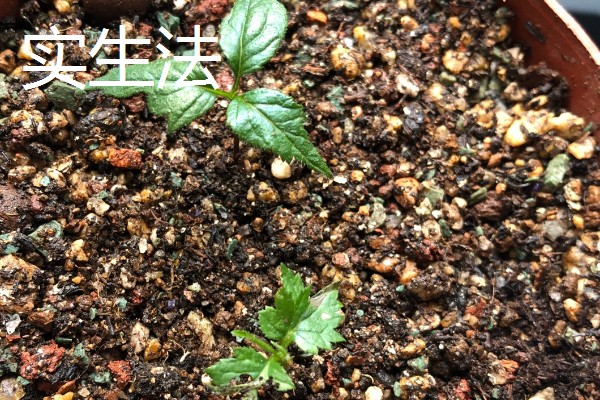 樱桃树苗怎么繁殖，以下4种方法经常使用