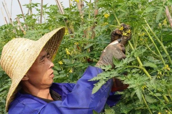 圣女果能不能播种,消毒暴晒后再撒播