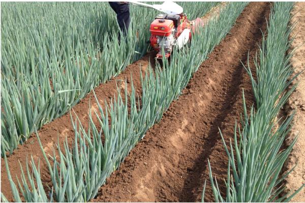 大葱的追肥时间,立秋、白露以后都可以追施