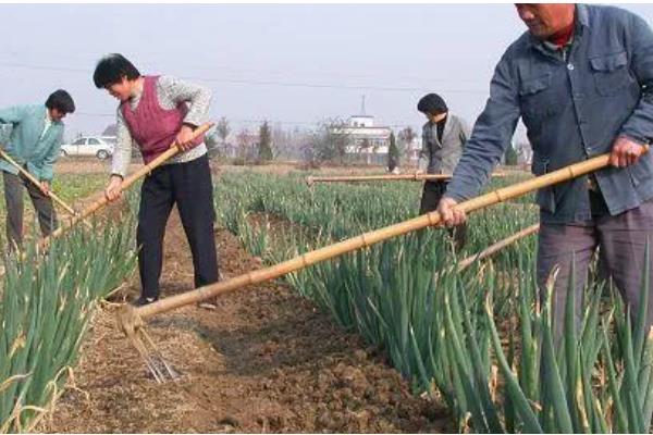 大葱的追肥时间,立秋、白露以后都可以追施