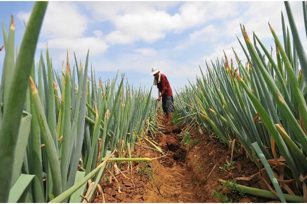 大葱的追肥时间,立秋、白露以后都可以追施