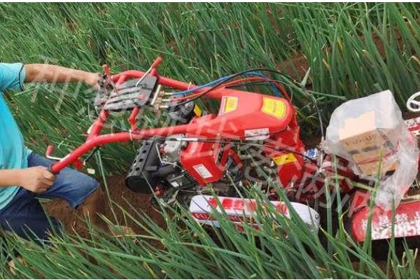 大葱的追肥时间,立秋、白露以后都可以追施