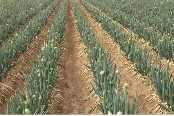 大葱的追肥时间,立秋、白露以后都可以追施