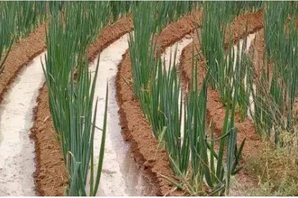 大葱的追肥时间,立秋、白露以后都可以追施