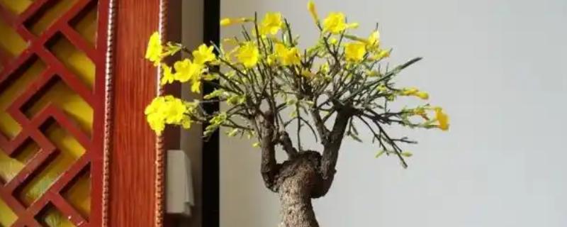 迎春花叶子发软怎么处理，需减少浇水