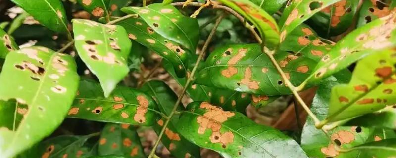 龙眼的常见病虫害防治方法，常见的有荔枝蝽、斑藻病等