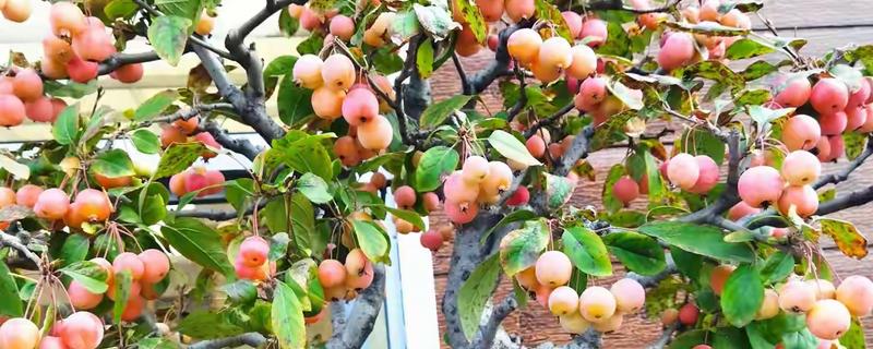 冬季果树能不能移栽上盆，移栽时要让根系带上土团