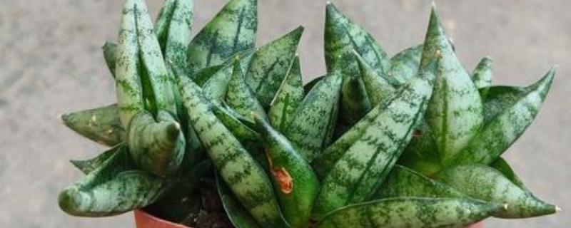 佛手虎尾兰的寓意，寓意着步步高升