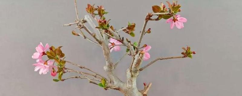 如何养殖垂丝海棠，每天提供8小时以上的光照