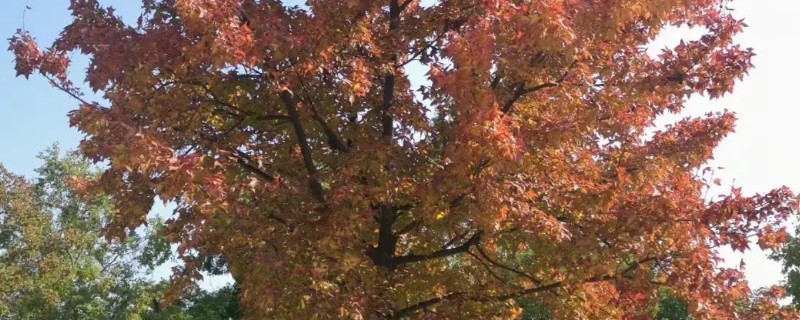 枫香与三角枫的区别，叶片与花朵均不同