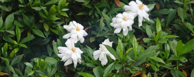 栀子花有什么花语，代表夏天的喜悦、永恒的爱等含义