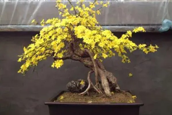 迎春花叶子发软怎么处理，需减少浇水