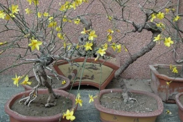 迎春花叶子发软怎么处理，需减少浇水