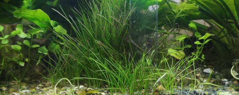 牛毛草发黄的原因，通常是由于缺光、缺营养等