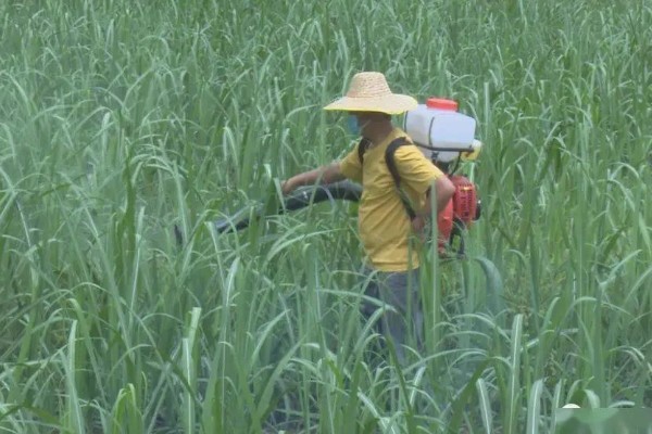 硝灭氰草津对玉米田安全吗，不可以在玉米田中使用