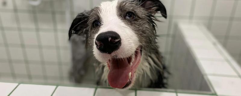 帮狗狗洗澡的方法，先洗脸再洗其它部位