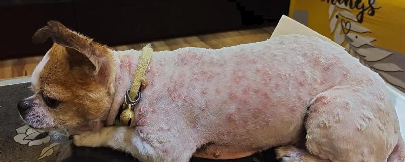 狗狗有哪些常见的皮肤病，有细菌性、真菌性皮肤病等