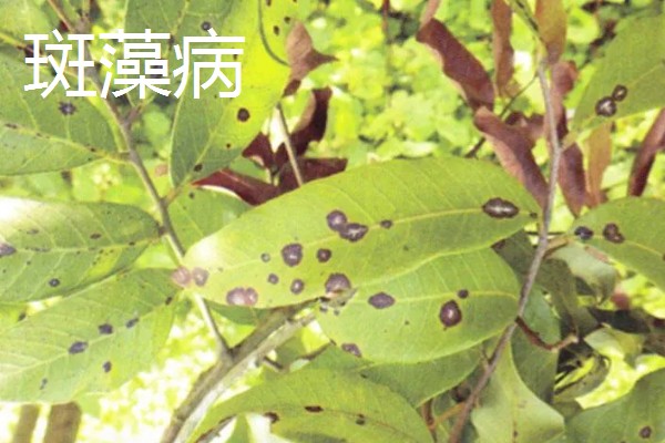 龙眼的常见病虫害防治方法，常见的有荔枝蝽、斑藻病等