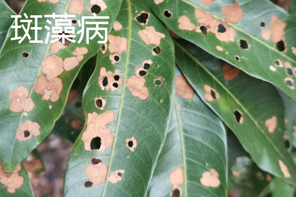 龙眼的常见病虫害防治方法，常见的有荔枝蝽、斑藻病等