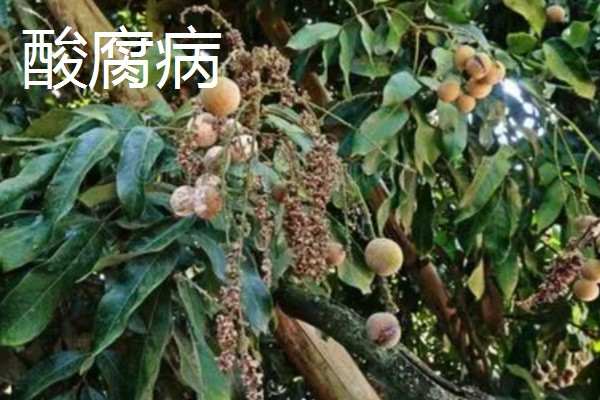 龙眼的常见病虫害防治方法，常见的有荔枝蝽、斑藻病等