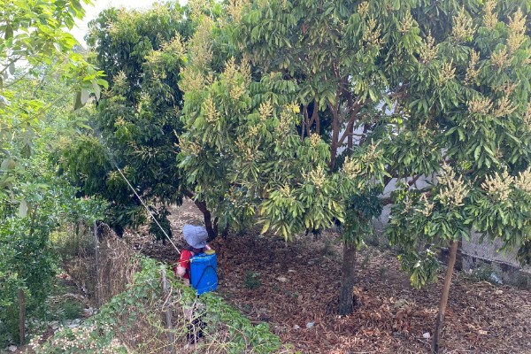 龙眼的常见病虫害防治方法，常见的有荔枝蝽、斑藻病等