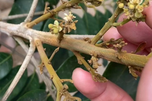 龙眼的常见病虫害防治方法，常见的有荔枝蝽、斑藻病等