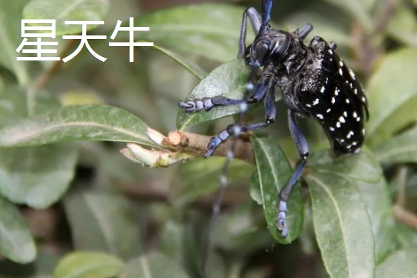 龙眼的常见病虫害防治方法，常见的有荔枝蝽、斑藻病等