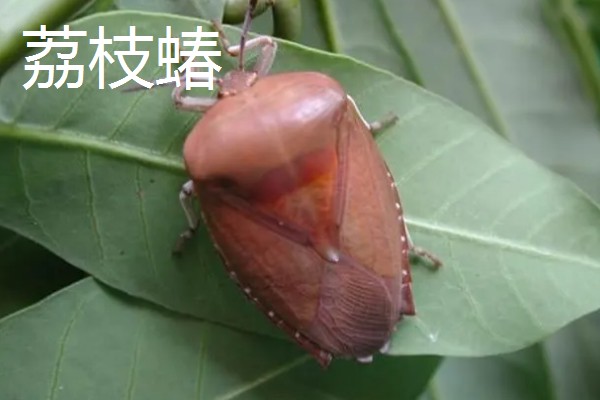 龙眼的常见病虫害防治方法，常见的有荔枝蝽、斑藻病等