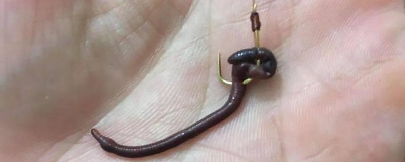 钓鱼用蚯蚓怎么挂钩，常用腰挂法、节挂法、尾挂法