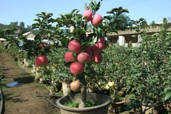 冬季果树能不能移栽上盆,移栽时要让根系带上土团