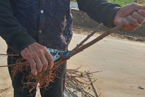 冬季果树能不能移栽上盆,移栽时要让根系带上土团