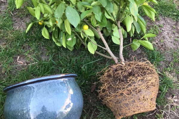 冬季果树能不能移栽上盆,移栽时要让根系带上土团