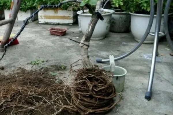 冬季果树能不能移栽上盆,移栽时要让根系带上土团