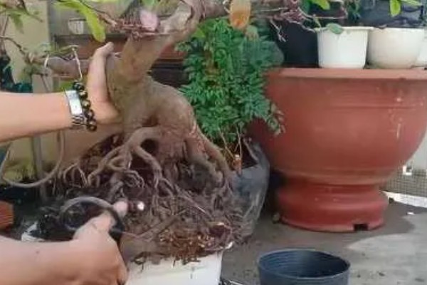 冬季果树能不能移栽上盆,移栽时要让根系带上土团