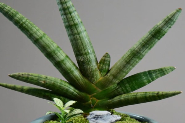 佛手虎尾兰的寓意，寓意着步步高升