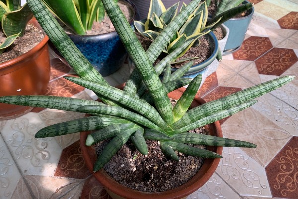 佛手虎尾兰的寓意，寓意着步步高升