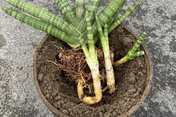 佛手虎尾兰的寓意，寓意着步步高升