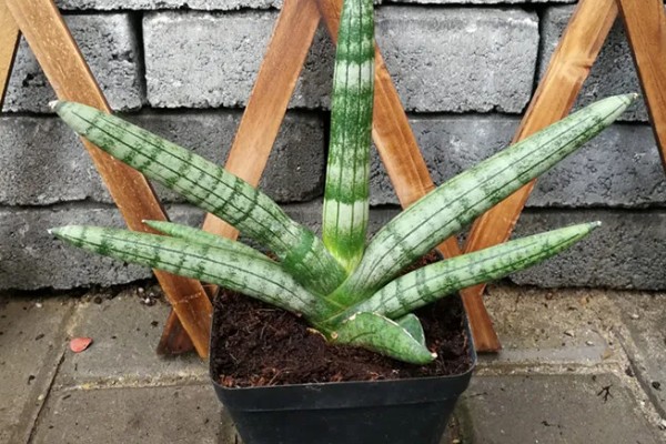 佛手虎尾兰的寓意，寓意着步步高升