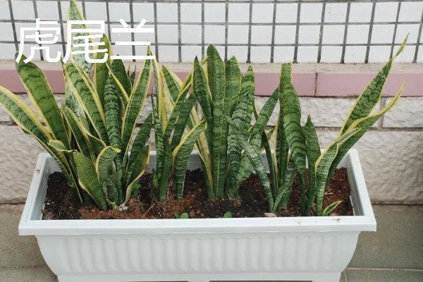 佛手虎尾兰的寓意，寓意着步步高升