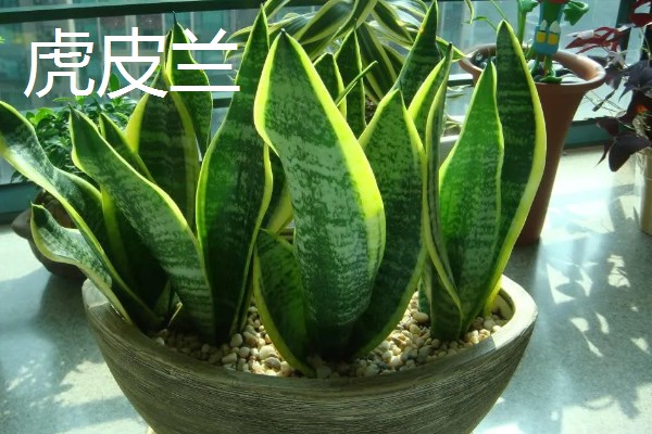 佛手虎尾兰的寓意，寓意着步步高升