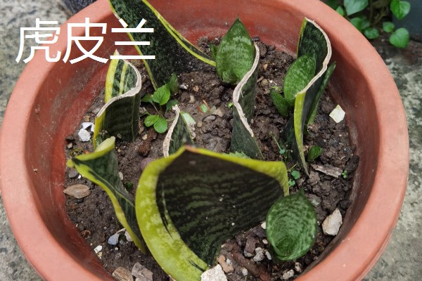 佛手虎尾兰的寓意，寓意着步步高升