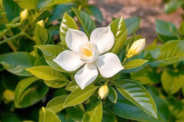 栀子花有什么花语，代表夏天的喜悦、永恒的爱等含义