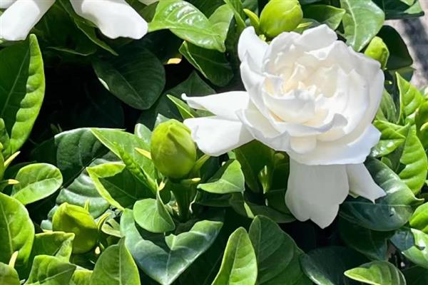 栀子花有什么花语，代表夏天的喜悦、永恒的爱等含义