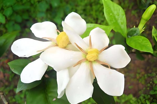 栀子花有什么花语，代表夏天的喜悦、永恒的爱等含义