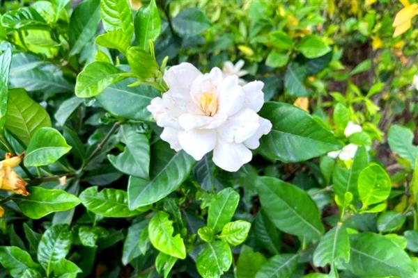栀子花有什么花语，代表夏天的喜悦、永恒的爱等含义
