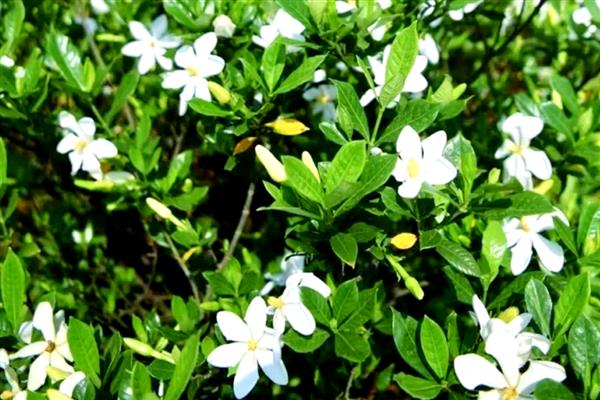 栀子花有什么花语，代表夏天的喜悦、永恒的爱等含义