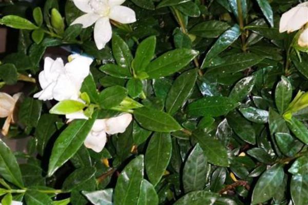 栀子花有什么花语，代表夏天的喜悦、永恒的爱等含义